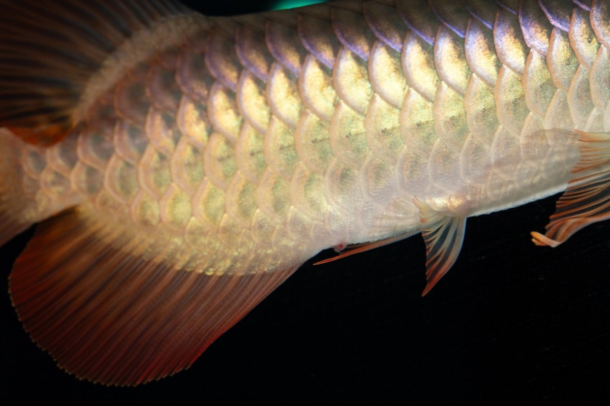 画像9: 【特価魚】スーパーレッド（下取り魚）NO.444 (9)