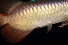 画像9: 【特価魚】スーパーレッド（下取り魚）NO.444 (9)