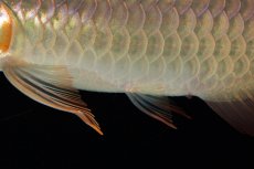 画像8: 【特価魚】スーパーレッド（下取り魚）NO.444 (8)