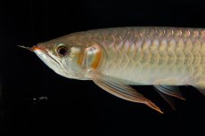 画像11: 【特価魚】スーパーレッド（下取り魚）NO.444 (11)
