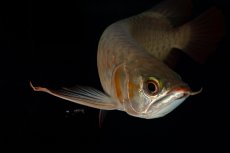 画像7: 【特価魚】スーパーレッド（下取り魚）NO.444 (7)