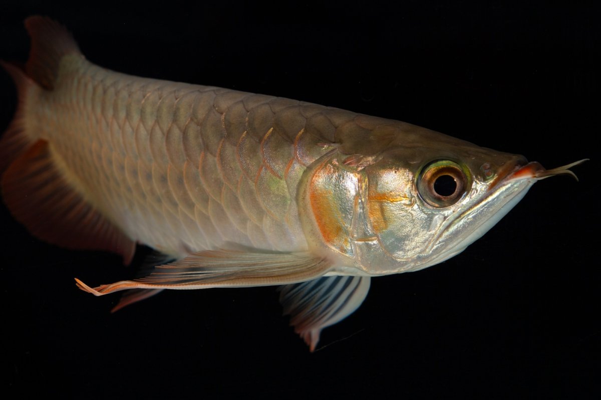 画像12: 【特価魚】スーパーレッド（下取り魚）NO.444 (12)