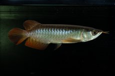 画像7: ダイナミックレッド NO.1（インドネシア産） (7)
