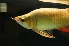 画像4: 【特価魚】スーパーレッド ショート個体 NO.99(下取り魚) (4)