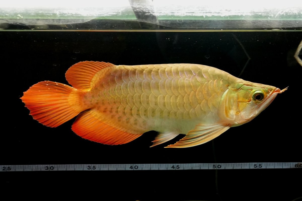 画像6: 【特価魚】スーパーレッド ショート個体 NO.99(下取り魚) (6)