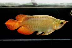 画像6: 【特価魚】スーパーレッド ショート個体 NO.99(下取り魚) (6)