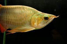 画像5: 【特価魚】スーパーレッド ショート個体 NO.99(下取り魚) (5)