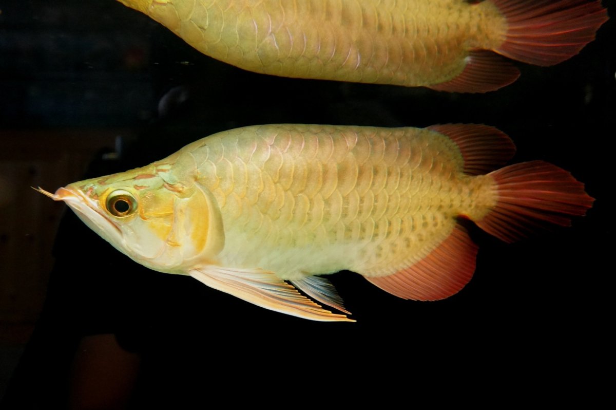 画像3: 【特価魚】スーパーレッド ショート個体 NO.99(下取り魚) (3)