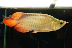 画像1: 【特価魚】スーパーレッド ショート個体 NO.99(下取り魚) (1)