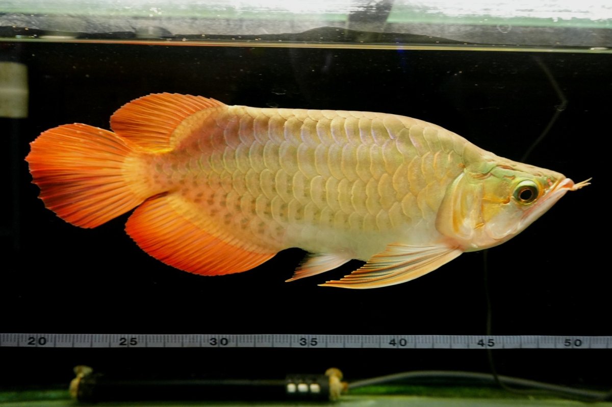 画像7: 【特価魚】スーパーレッド ショート個体 NO.99(下取り魚) (7)