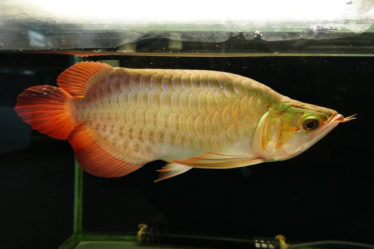 画像2: 【特価魚】スーパーレッド ショート個体 NO.99(下取り魚) (2)