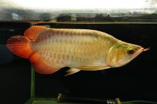 画像2: 【特価魚】スーパーレッド ショート個体 NO.99(下取り魚) (2)