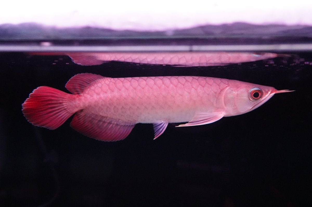 画像2: チリレッド NO.35（インドネシア産） (2)