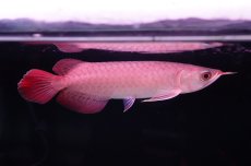 画像2: チリレッド NO.35（インドネシア産） (2)