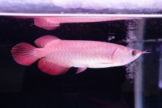 画像2: チリレッド NO.37（インドネシア産） (2)