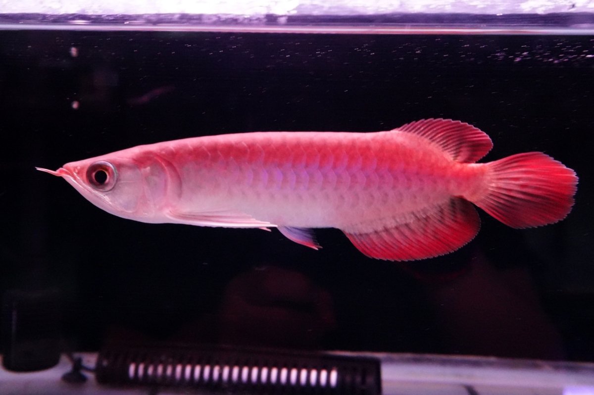 画像4: チリレッド NO.36（インドネシア産） (4)