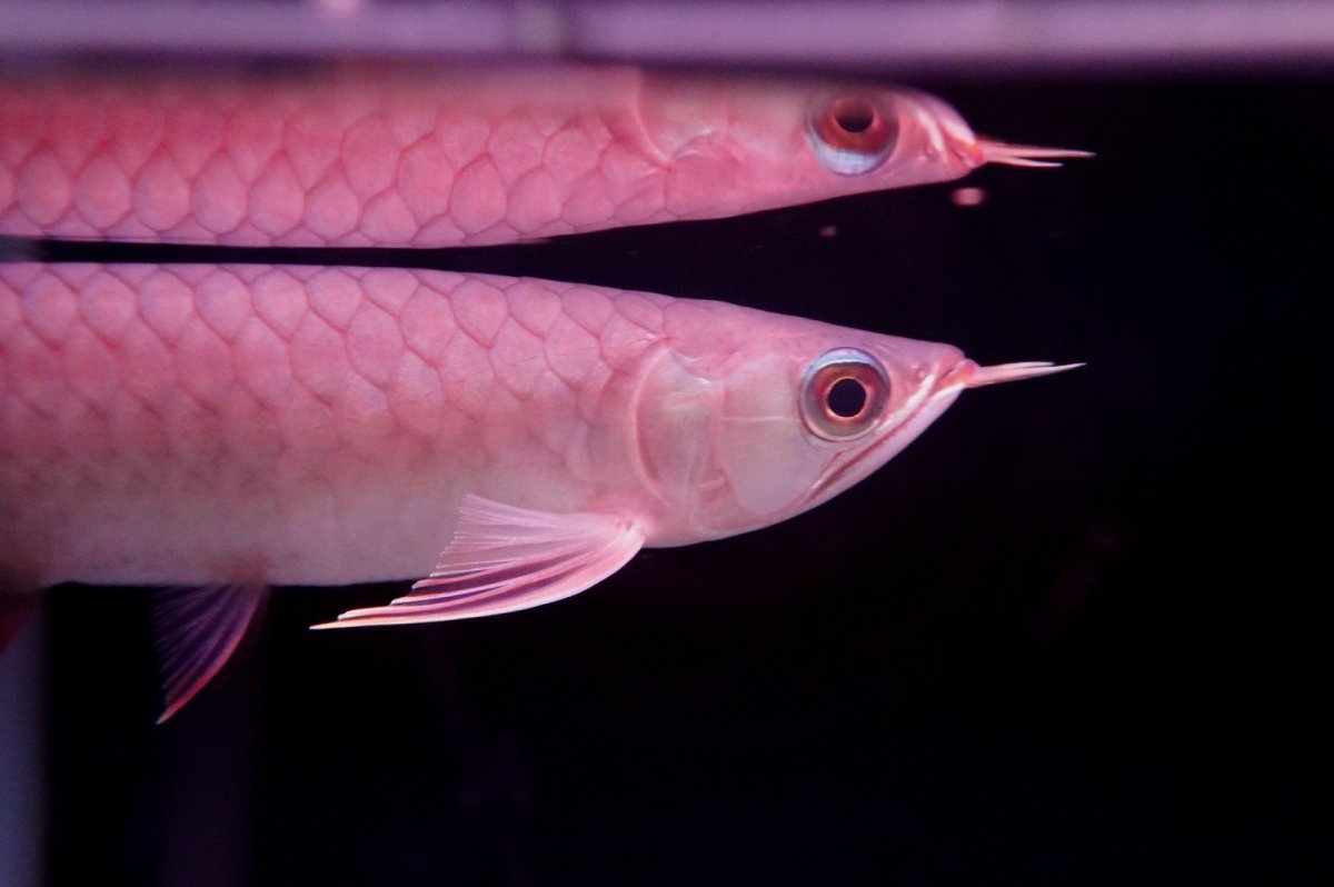 画像6: チリレッド NO.35（インドネシア産） (6)