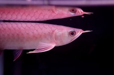 画像6: チリレッド NO.35（インドネシア産） (6)