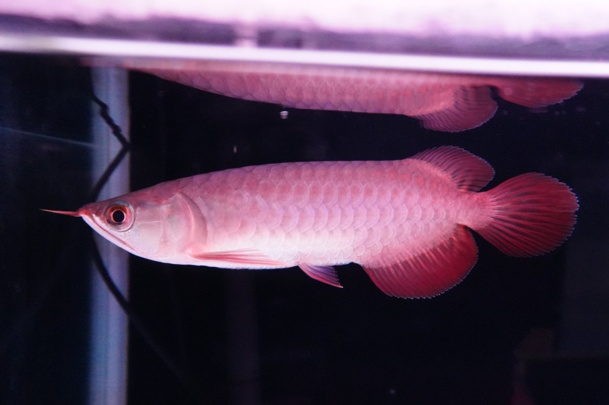 画像1: チリレッド NO.37（インドネシア産） (1)