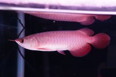 画像1: チリレッド NO.37（インドネシア産） (1)