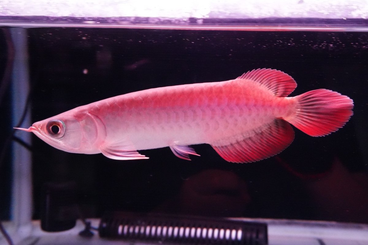 画像5: チリレッド NO.36（インドネシア産） (5)