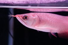 画像5: チリレッド NO.37（インドネシア産） (5)