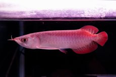 画像2: チリレッド NO.36（インドネシア産） (2)