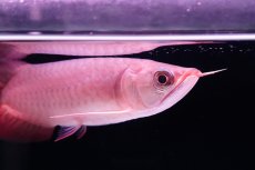 画像6: チリレッド NO.37（インドネシア産） (6)