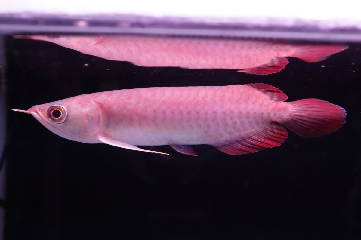 画像1: チリレッド NO.36（インドネシア産） (1)