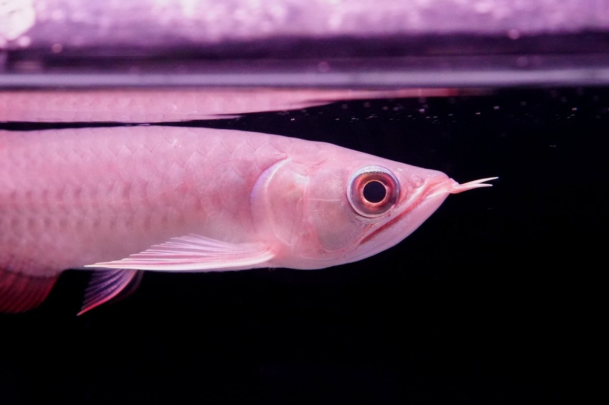 画像6: チリレッド NO.36（インドネシア産） (6)