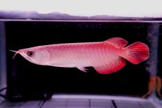 画像1: チリレッド NO.35（インドネシア産） (1)