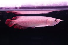 画像3: チリレッド NO.36（インドネシア産） (3)