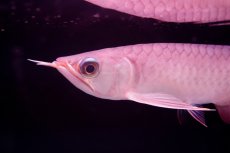 画像5: チリレッド NO.35（インドネシア産） (5)