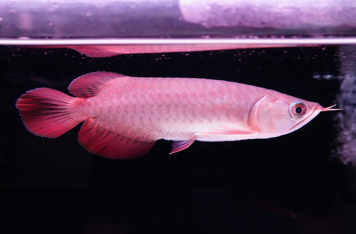 画像3: チリレッド NO.37（インドネシア産） (3)