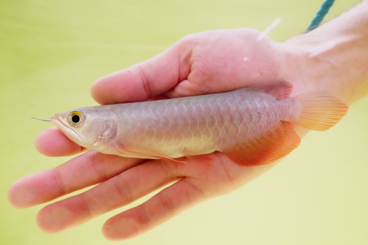 画像1: 紅尾金龍　 NO.2（インドネシア産） (1)