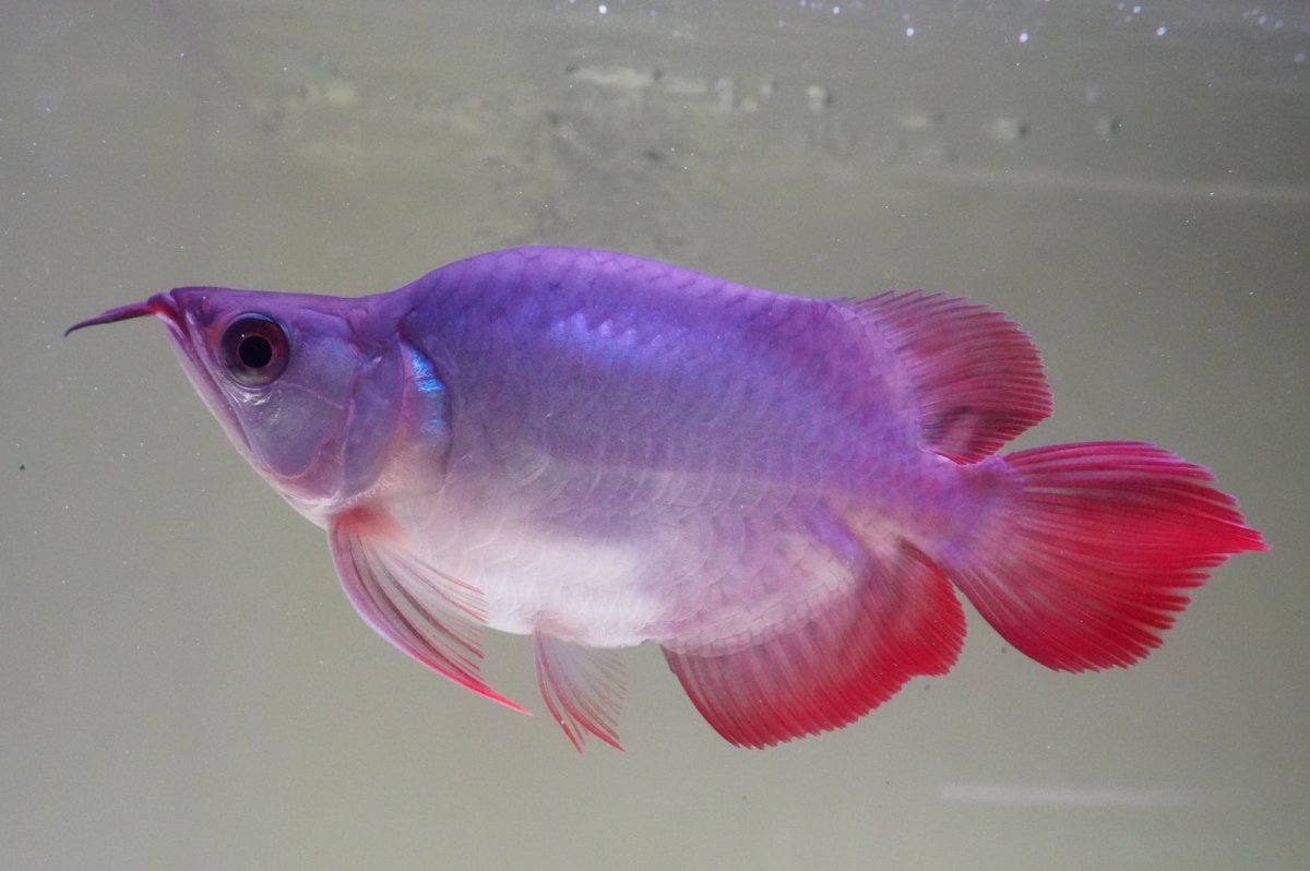 画像1: スーパーレッド ショート個体 NO.64(#10) (1)