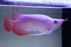 画像2: スーパーレッド ショート個体 NO.62(#7) (2)