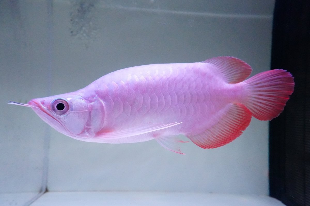 画像3: スーパーレッド ショート個体 NO.62(#7) (3)