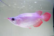 画像1: スーパーレッド ショート個体 NO.60(#3) (1)