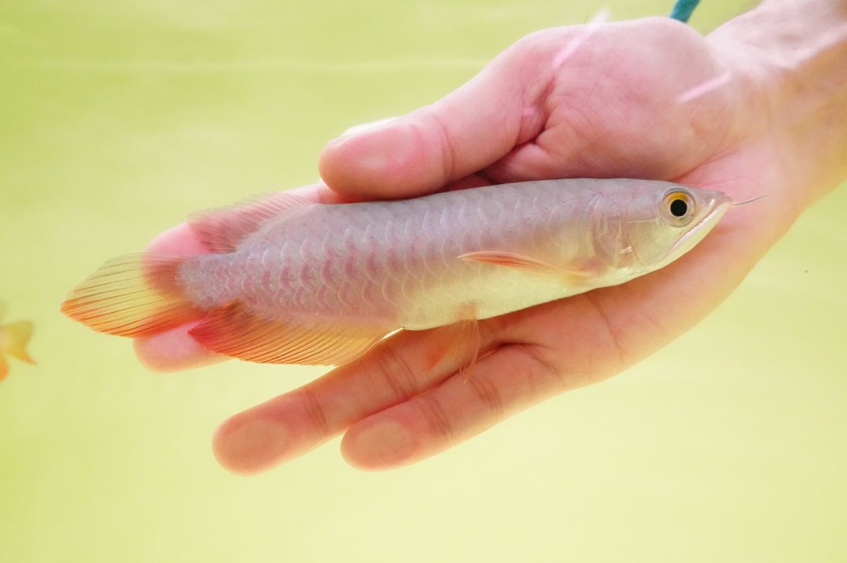 画像2: 紅尾金龍　 NO.2（インドネシア産） (2)