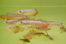 画像1: 紅尾金龍　 NO.00（インドネシア産）お任せ選別 (1)