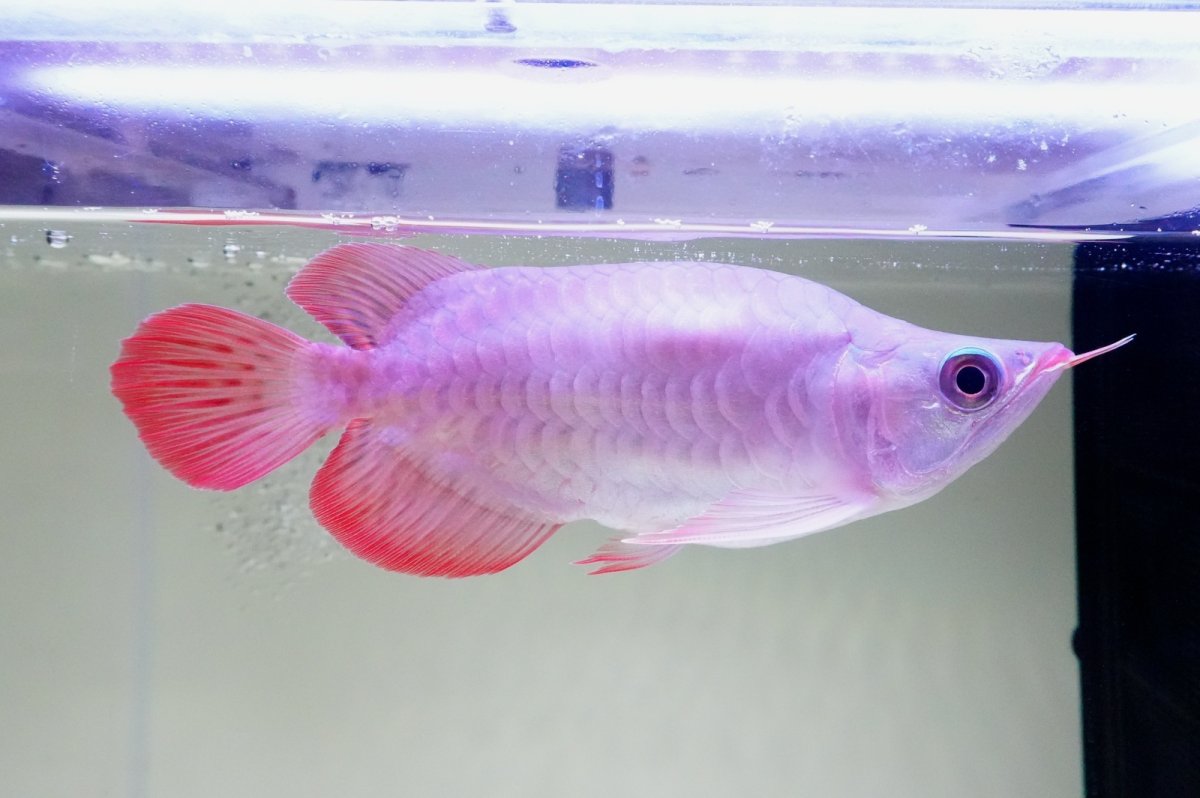 画像2: スーパーレッド ショート個体 NO.60(#3) (2)