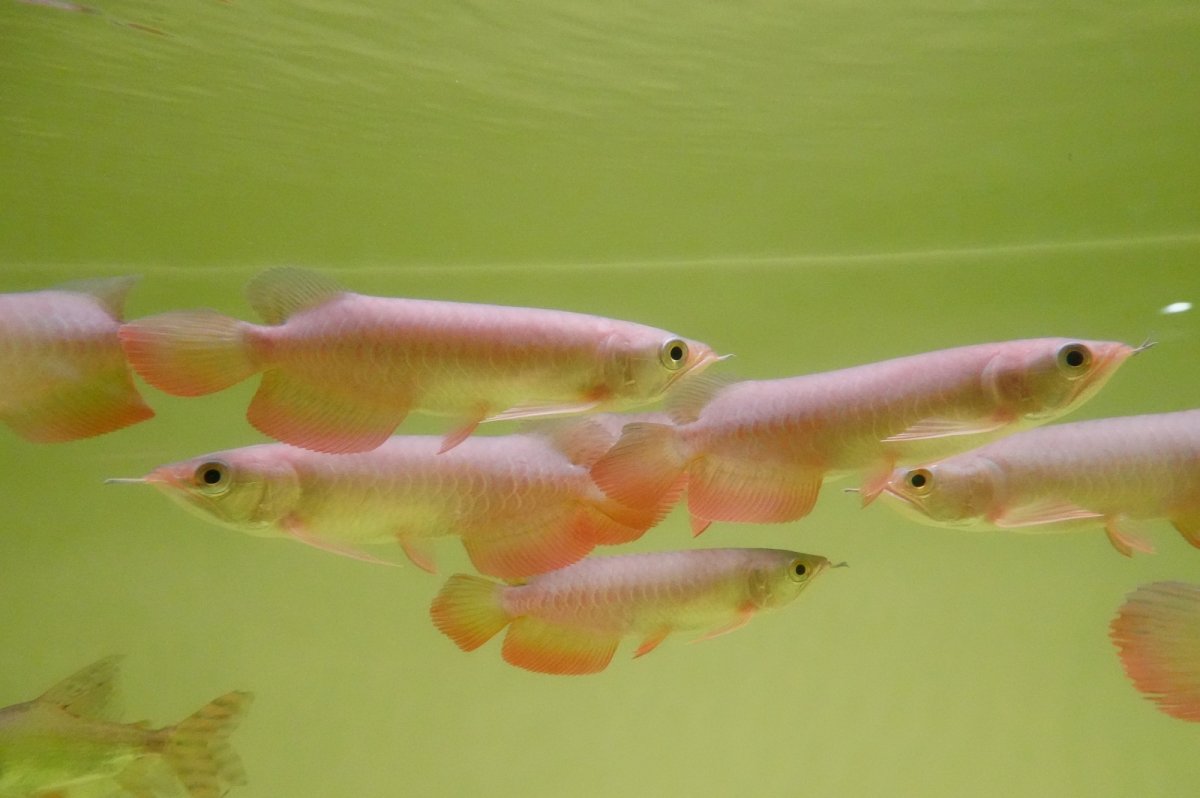 画像2: 紅尾金龍　 NO.00（インドネシア産）お任せ選別 (2)