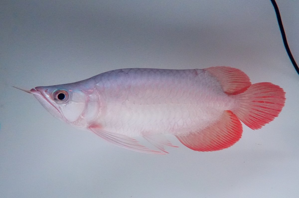 画像3: スーパーレッド ショート個体 NO.63(#9) (3)