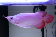 画像2: スーパーレッド ショート個体 NO.63(#9) (2)