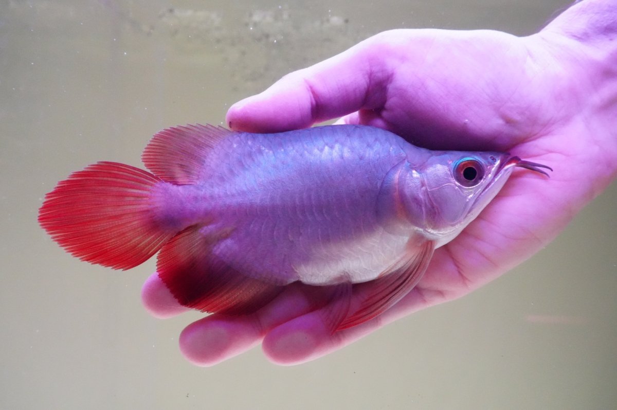 画像3: スーパーレッド ショート個体 NO.64(#10) (3)