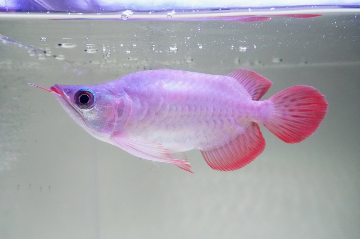 画像3: スーパーレッド ショート個体 NO.60(#3) (3)