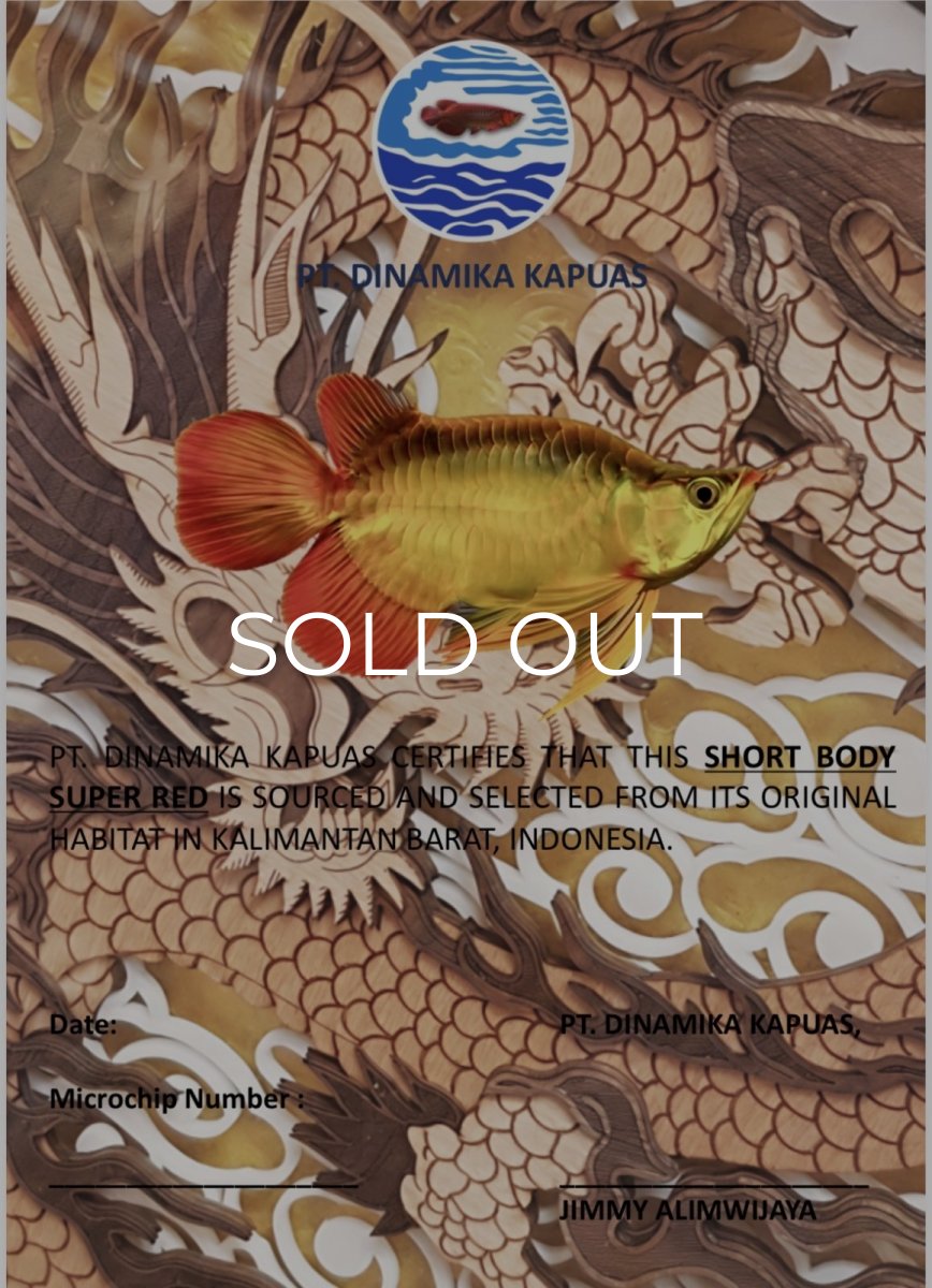 画像18: スーパーレッド ショート個体 NO.61(#4) (18)