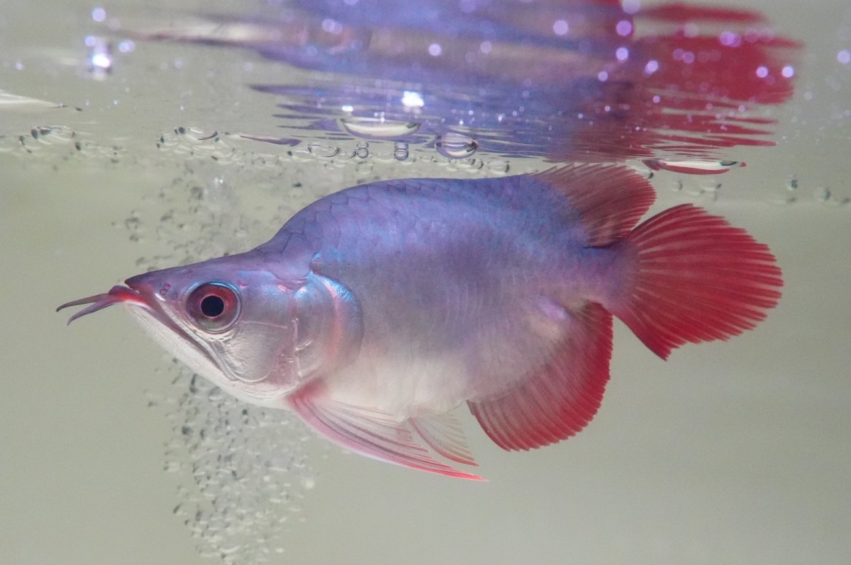 画像5: スーパーレッド ショート個体 NO.64(#10) (5)