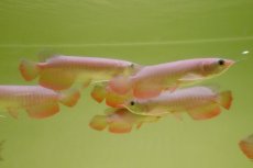 画像4: 紅尾金龍　 NO.00（インドネシア産）お任せ選別 (4)